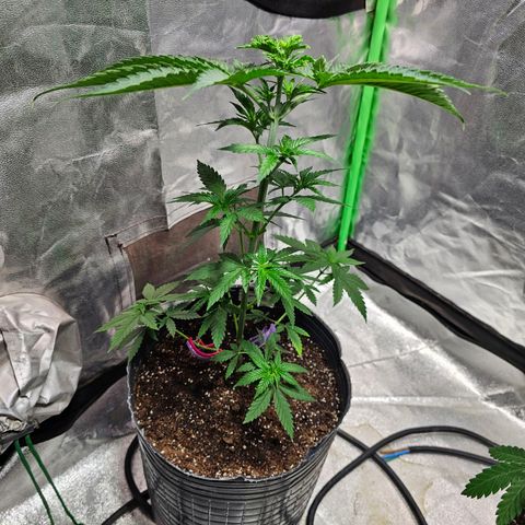 Starship 1.1 growlog timeline photo