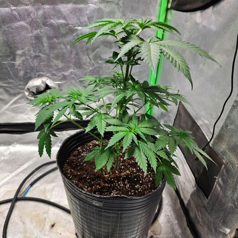 Baba-G 1.1 growlog timeline photo