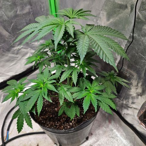 Baba-G 1.1 growlog timeline photo