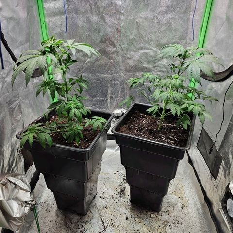 Baba-G 1.1 growlog timeline photo