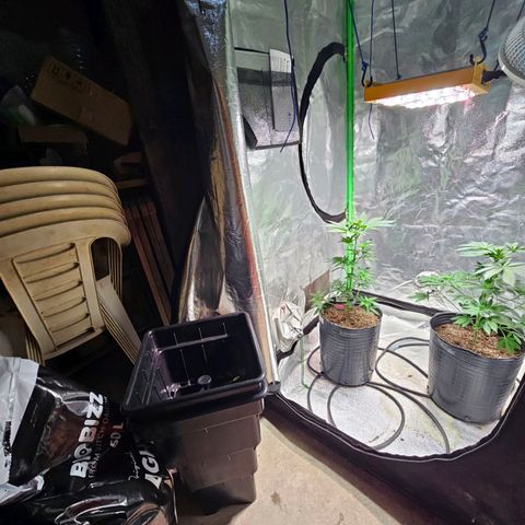 Baba-G 1.1 growlog timeline photo