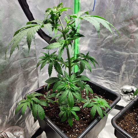 Starship 1.1 growlog timeline photo
