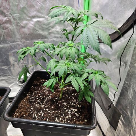 Baba-G 1.1 growlog timeline photo