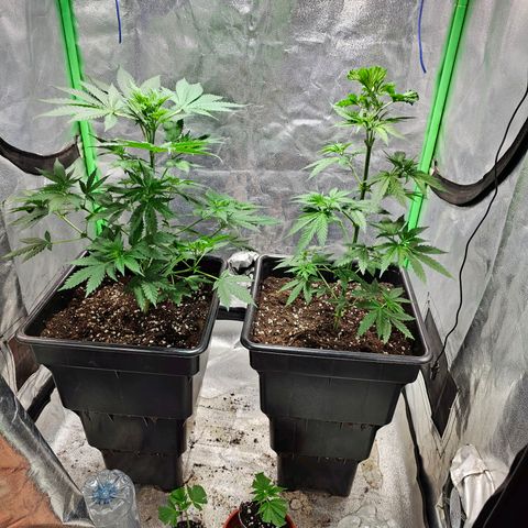 Baba-G 1.1 growlog timeline photo