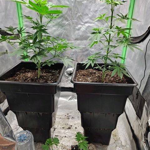 Baba-G 1.1 growlog timeline photo