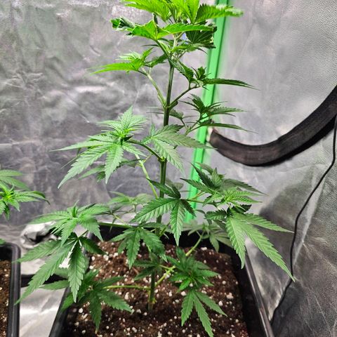 Starship 1.1 growlog timeline photo