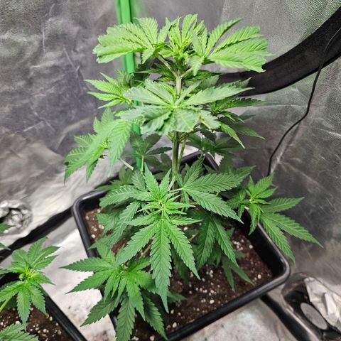 Starship 1.1 growlog timeline photo