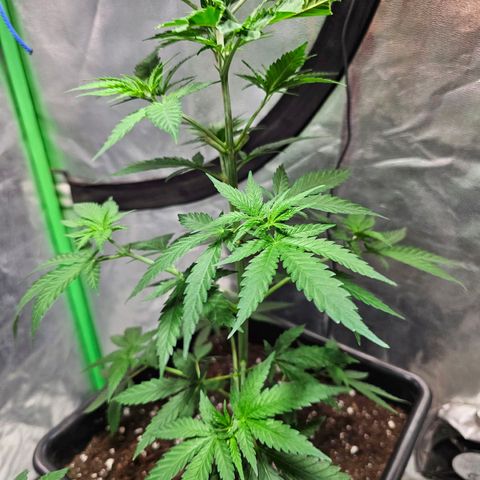 Starship 1.1 growlog timeline photo