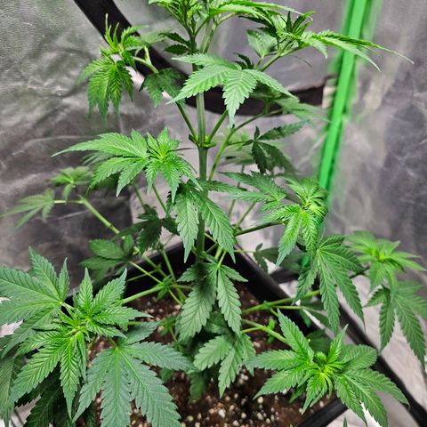 Baba-G 1.1 growlog timeline photo