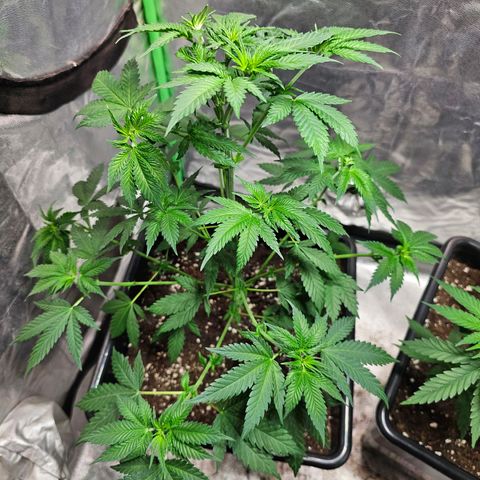 Baba-G 1.1 growlog timeline photo