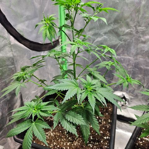 Baba-G 1.1 growlog timeline photo