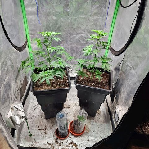 Baba-G 1.1 growlog timeline photo