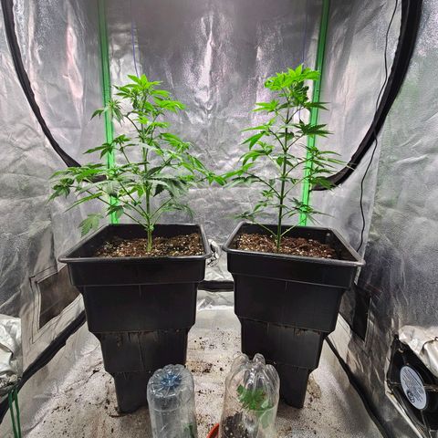 Baba-G 1.1 growlog timeline photo