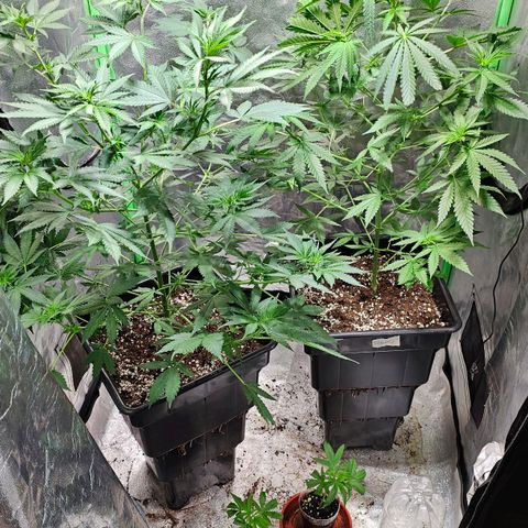 Baba-G 1.1 growlog timeline photo
