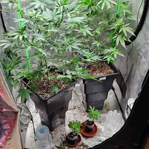Baba-G 1.1 growlog timeline photo