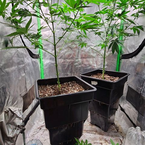 Baba-G 1.1 growlog timeline photo