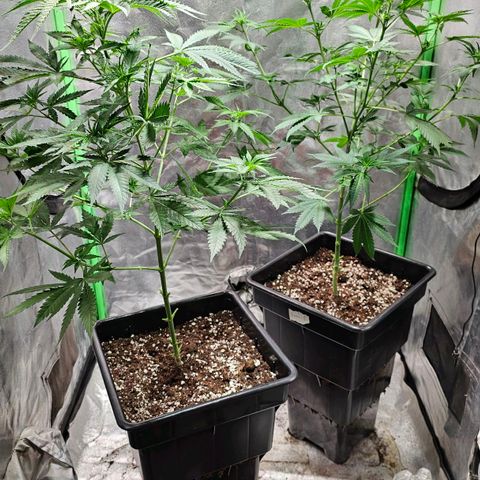 Baba-G 1.1 growlog timeline photo