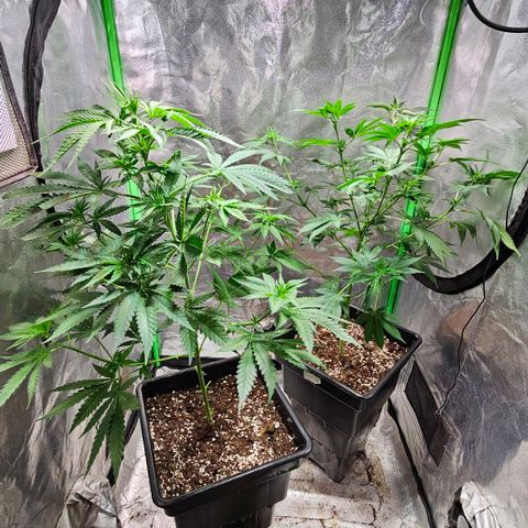 Baba-G 1.1 growlog timeline photo