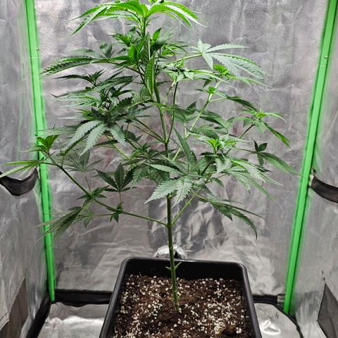 Starship 1.1 growlog timeline photo