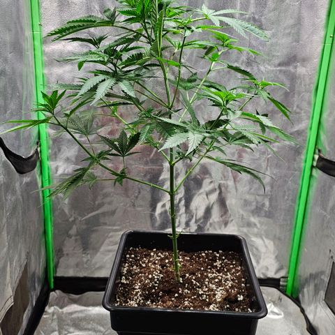 Starship 1.1 growlog timeline photo