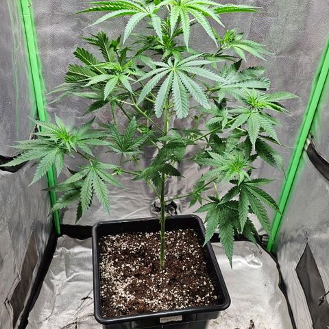 Starship 1.1 growlog timeline photo