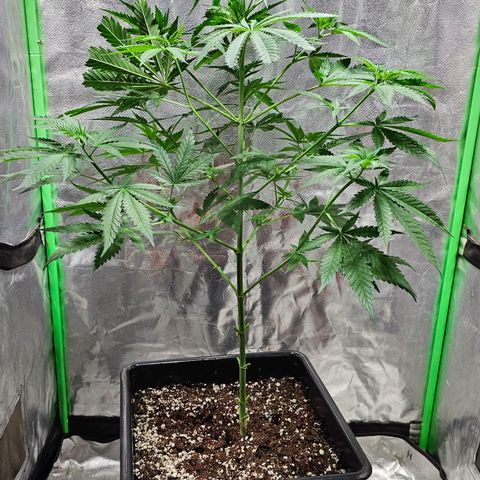 Starship 1.1 growlog timeline photo
