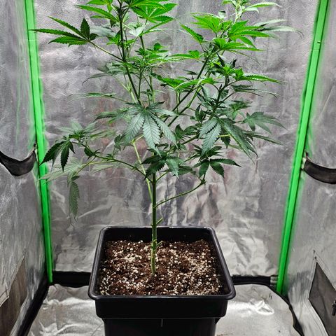 Baba-G 1.1 growlog timeline photo
