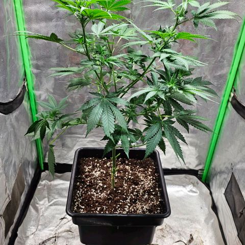 Baba-G 1.1 growlog timeline photo