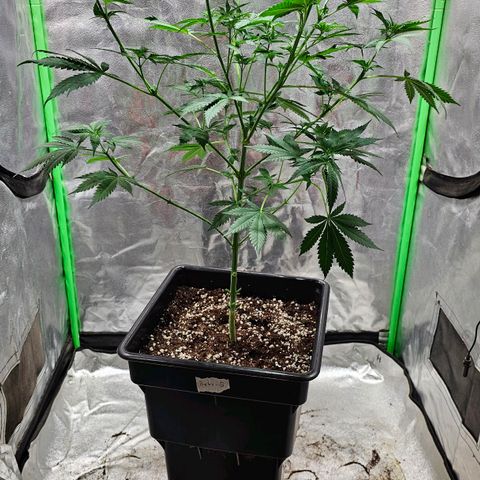 Baba-G 1.1 growlog timeline photo