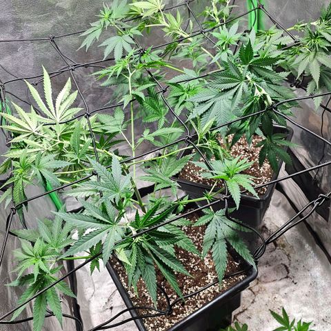 Baba-G 1.1 growlog timeline photo