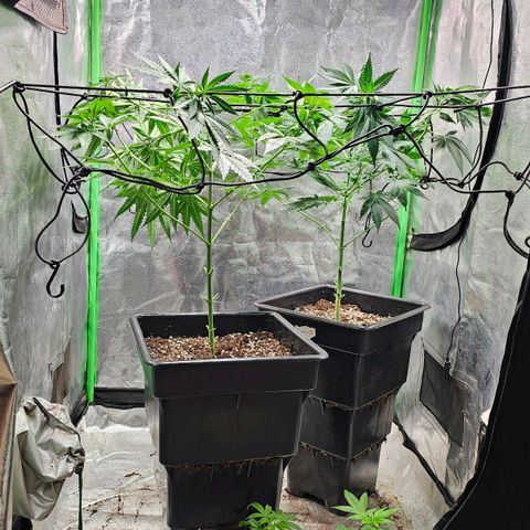 Baba-G 1.1 growlog timeline photo