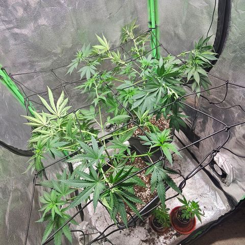Baba-G 1.1 growlog timeline photo