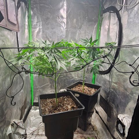 Baba-G 1.1 growlog timeline photo