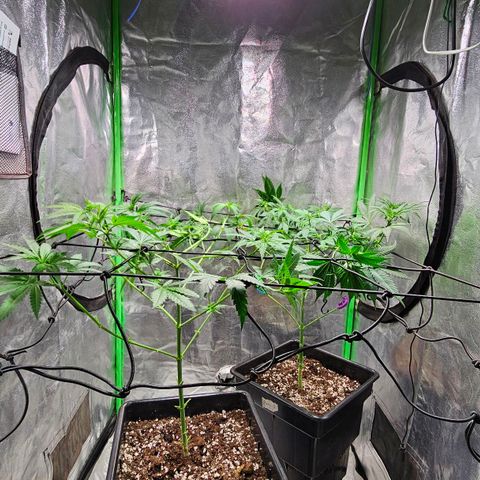 Baba-G 1.1 growlog timeline photo