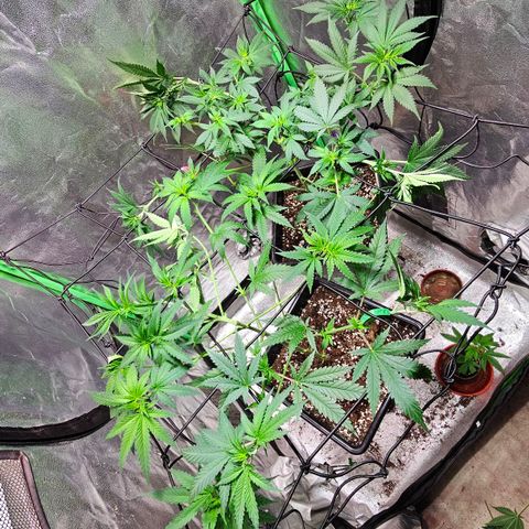 Baba-G 1.1 growlog timeline photo