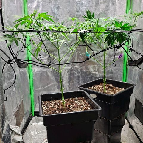 Baba-G 1.1 growlog timeline photo