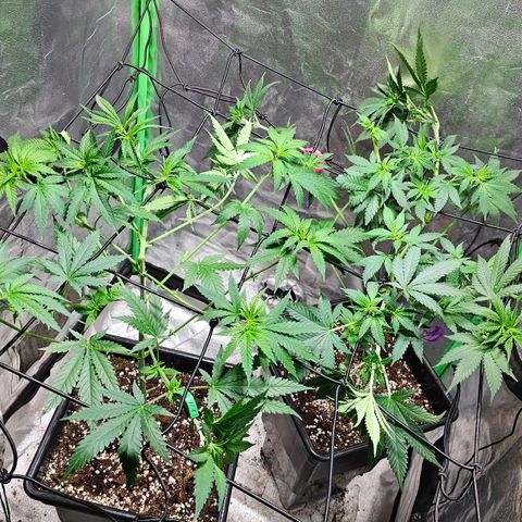 Baba-G 1.1 growlog timeline photo