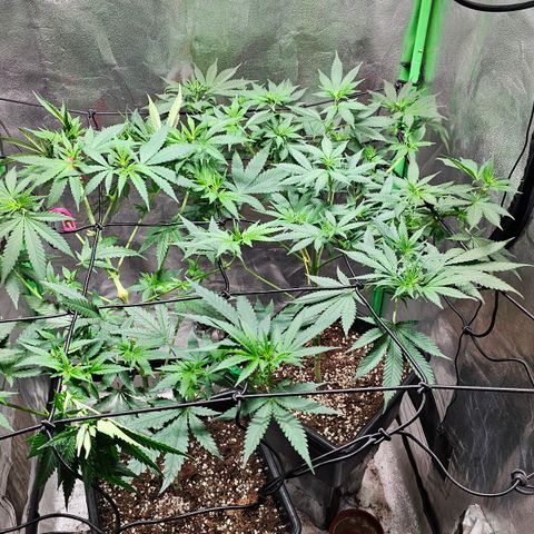 Baba-G 1.1 growlog timeline photo