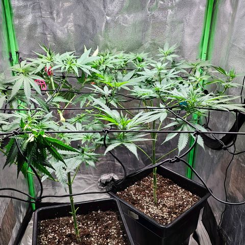 Baba-G 1.1 growlog timeline photo