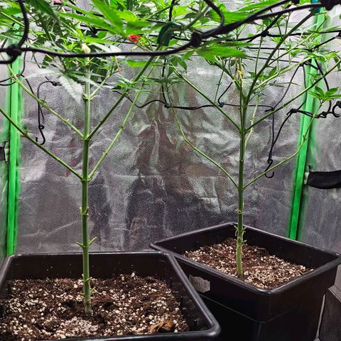 Baba-G 1.1 growlog timeline photo