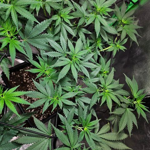Baba-G 1.1 growlog timeline photo