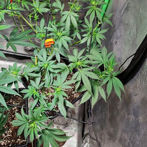 Baba-G 1.1 growlog timeline photo