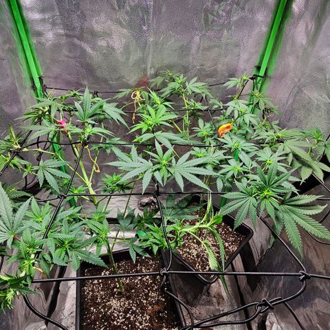 Baba-G 1.1 growlog timeline photo