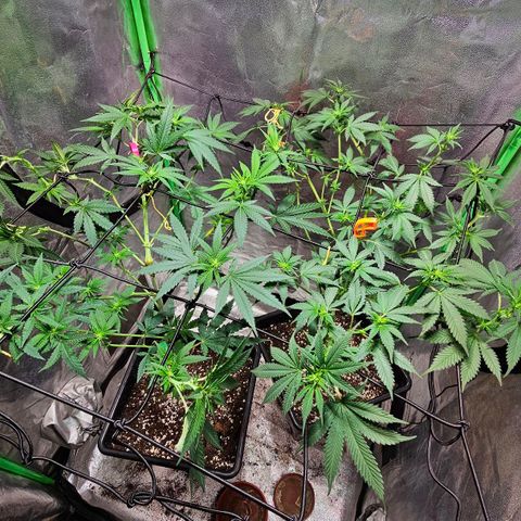Baba-G 1.1 growlog timeline photo