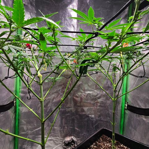 Baba-G 1.1 growlog timeline photo