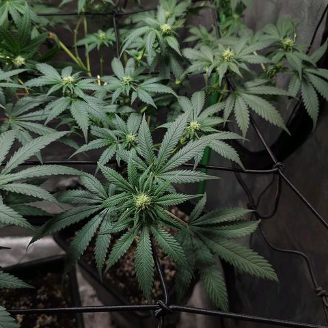 Baba-G 1.1 growlog timeline photo