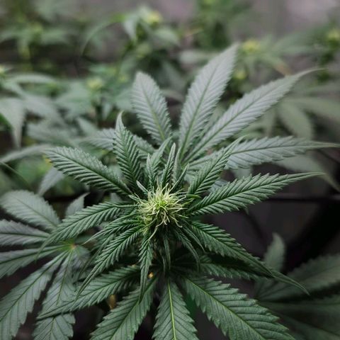 Baba-G 1.1 growlog timeline photo