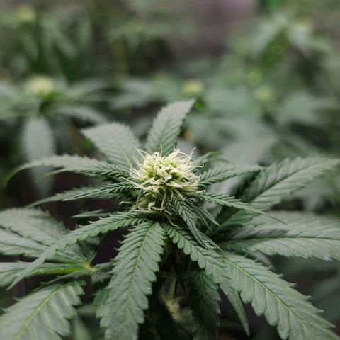 Baba-G 1.1 growlog timeline photo