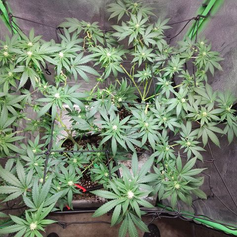 Baba-G 1.1 growlog timeline photo