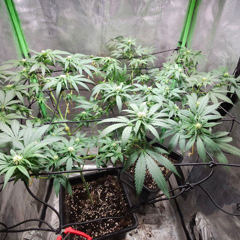 Baba-G 1.1 growlog timeline photo